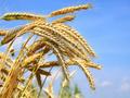 Семена озимой пшеницы Таня, Тимирязевка-150
