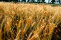 Продаем большим оптом 500000 тысяч тонн пшеницу 2019-2049 года