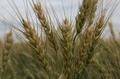 Продаем большим оптом семена Пшеницы, подсолнух, Бобовые, Ячмень, Нут, Горох, Зерно