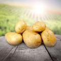 Продажа картофеля мелким и крупным оптом в Алтайском крае и по всей России
